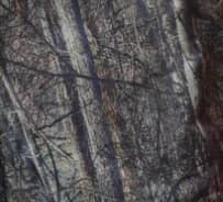 forest_1 Image title missing