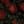roses_are_red_1 Image title missing